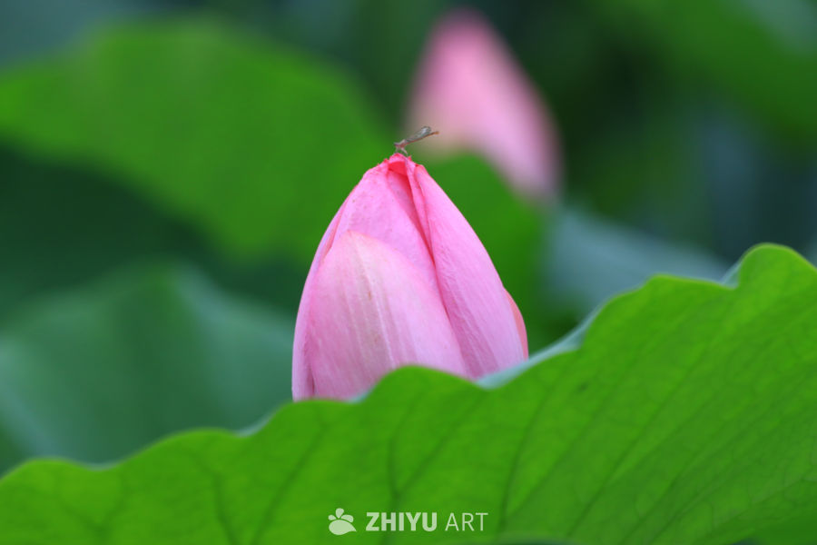 荷花 122
