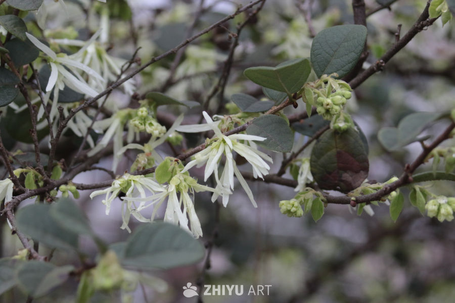 春日白花绽放