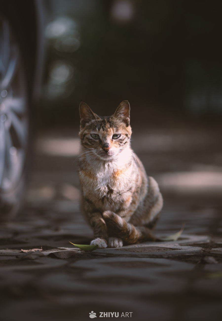 楼下的流浪小猫