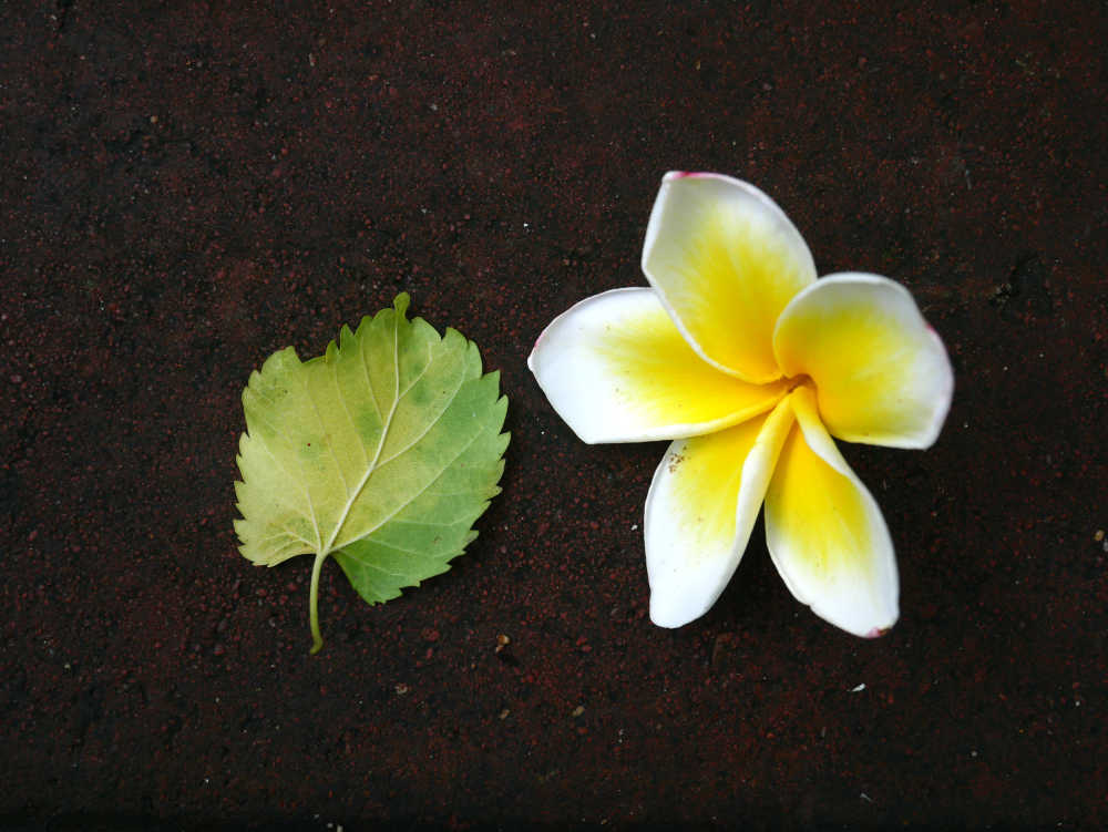 地上的桑叶和鸡蛋花