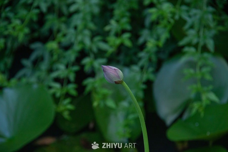 静待花开的莲