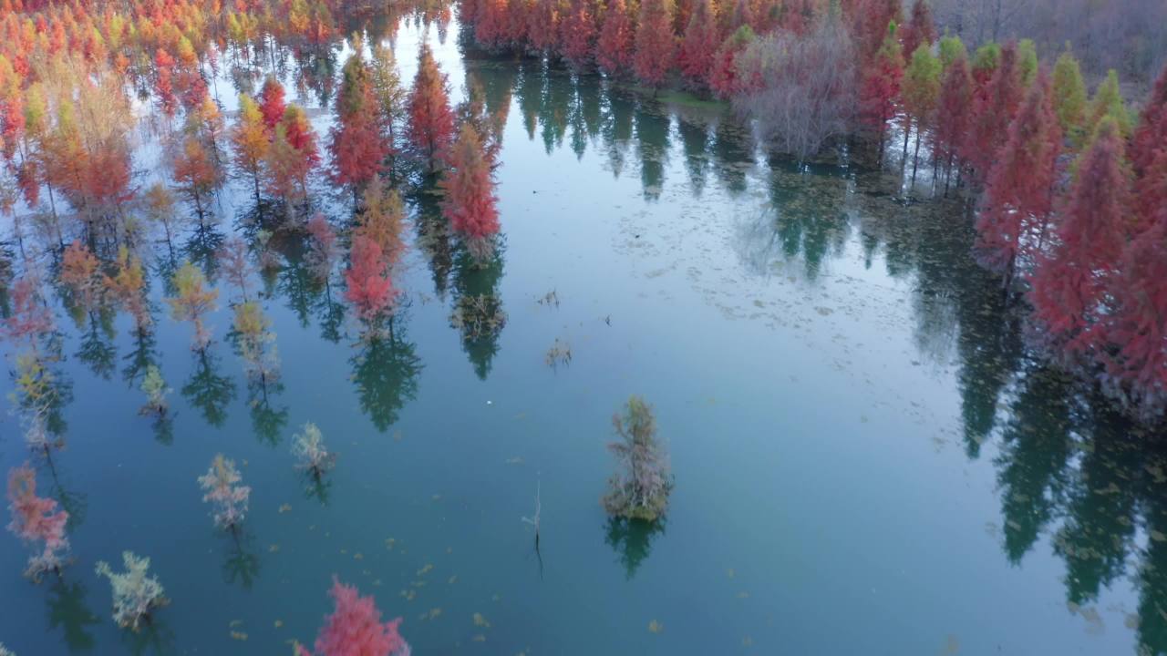 甸尾村水杉林-14