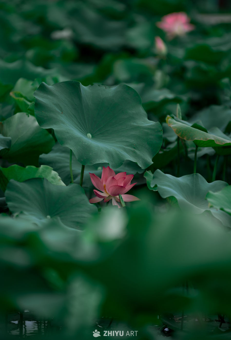 荷花 10