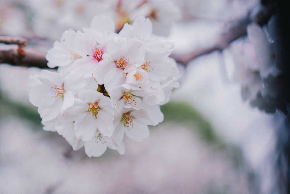 樱花季