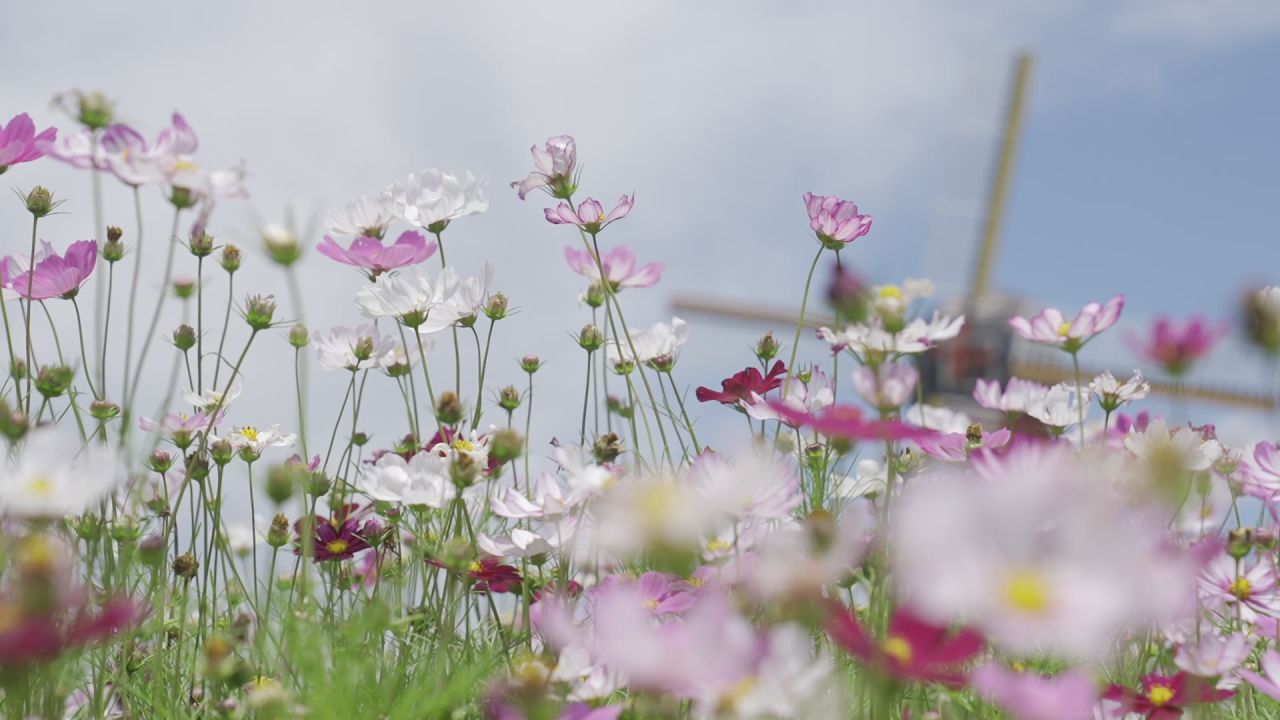花海 12