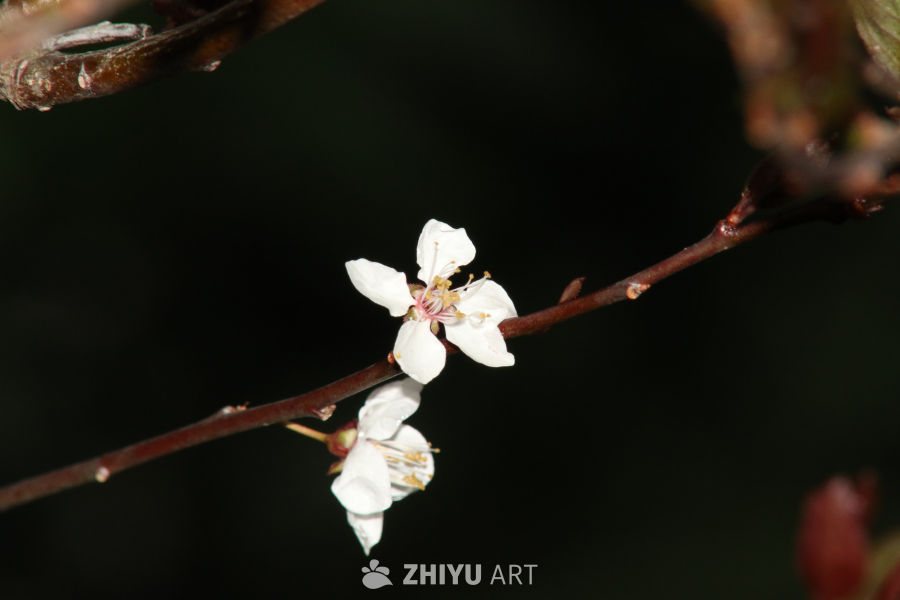 春日绽放的白花