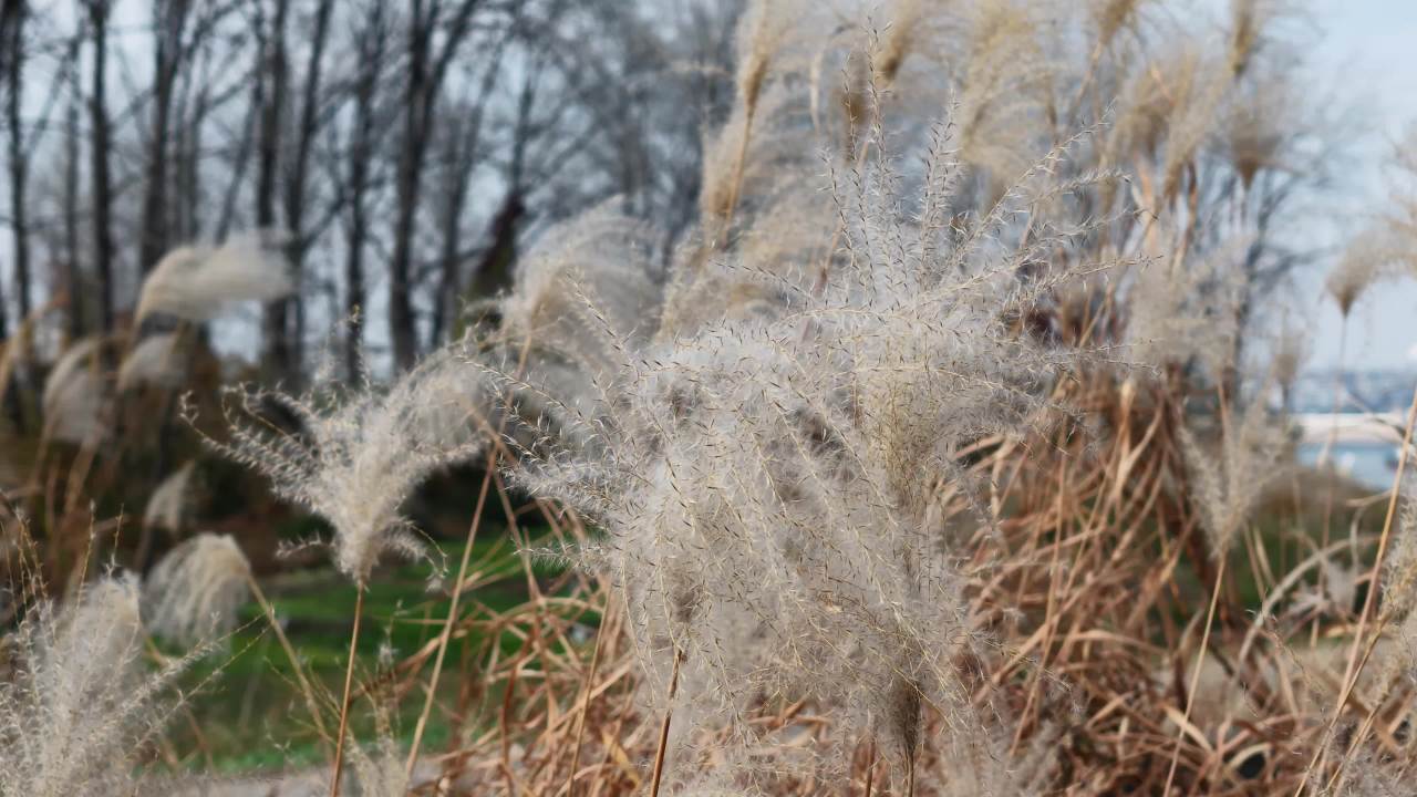 芦苇随风舞动