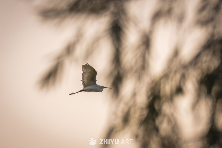 白鹭黄昏飞翔
