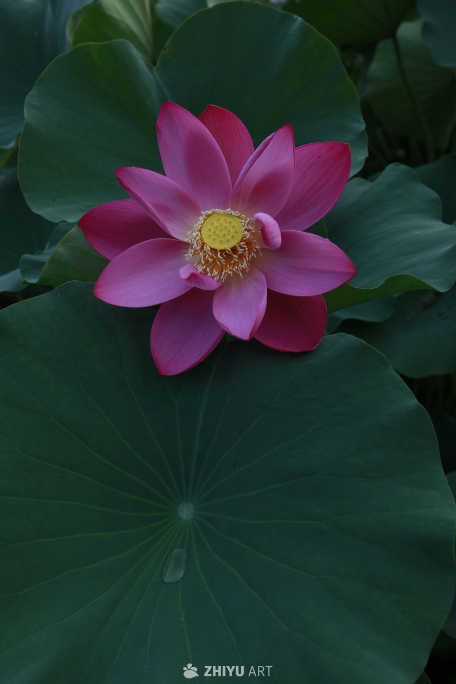 粉红莲花与绿叶