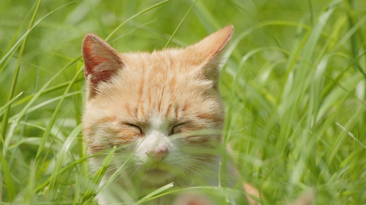 春天公园里可爱的猫咪流浪猫 11