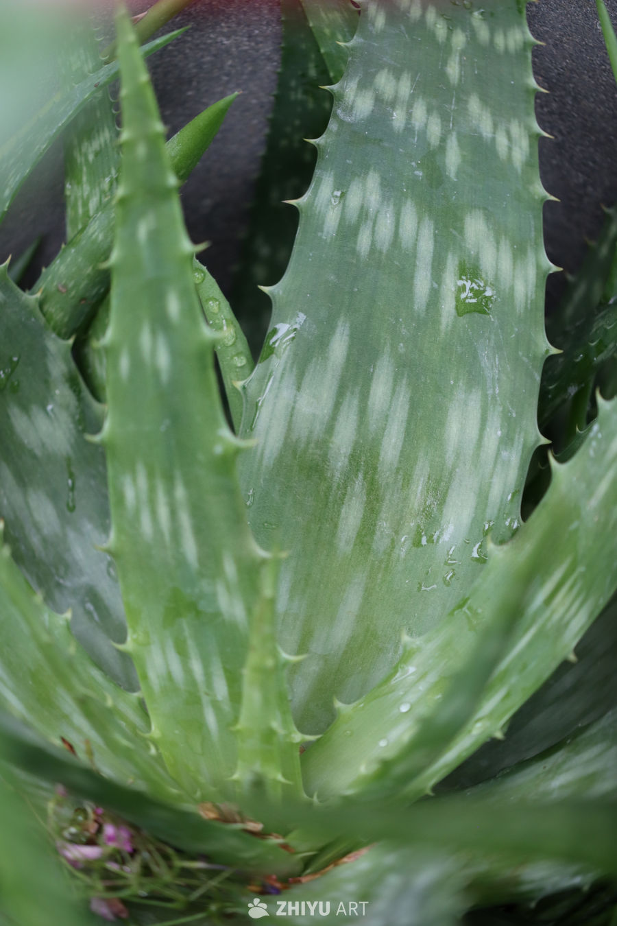 雨后芦荟的清新之美