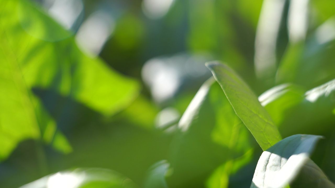 芫荽菠菜葱花辣椒 9