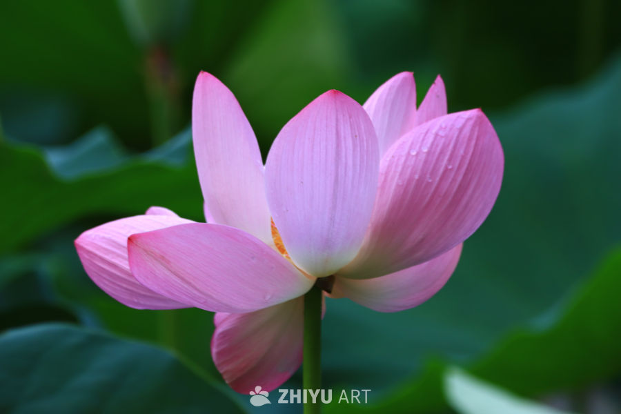 盛夏荷花 239
