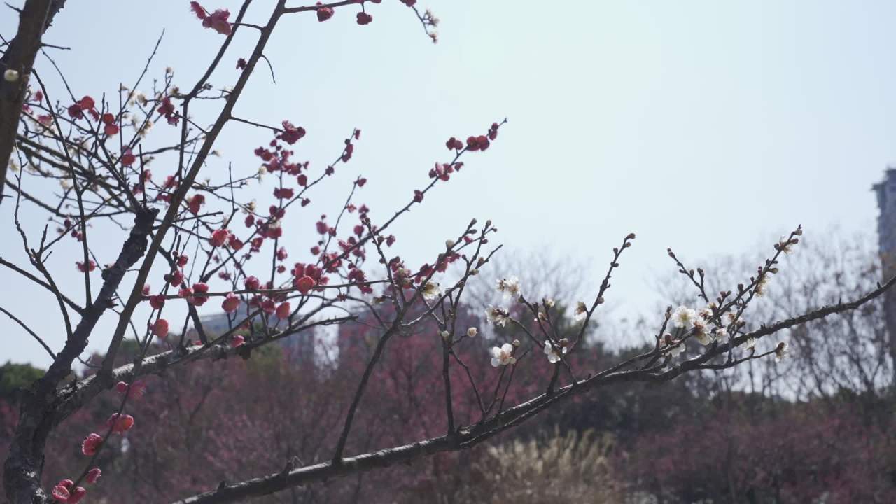 冬天的梅花 24