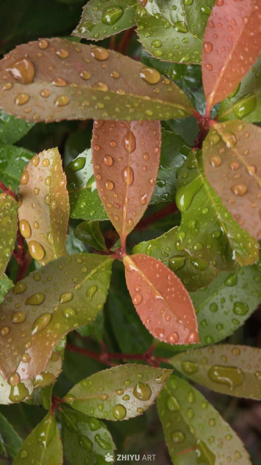 雨后绿叶