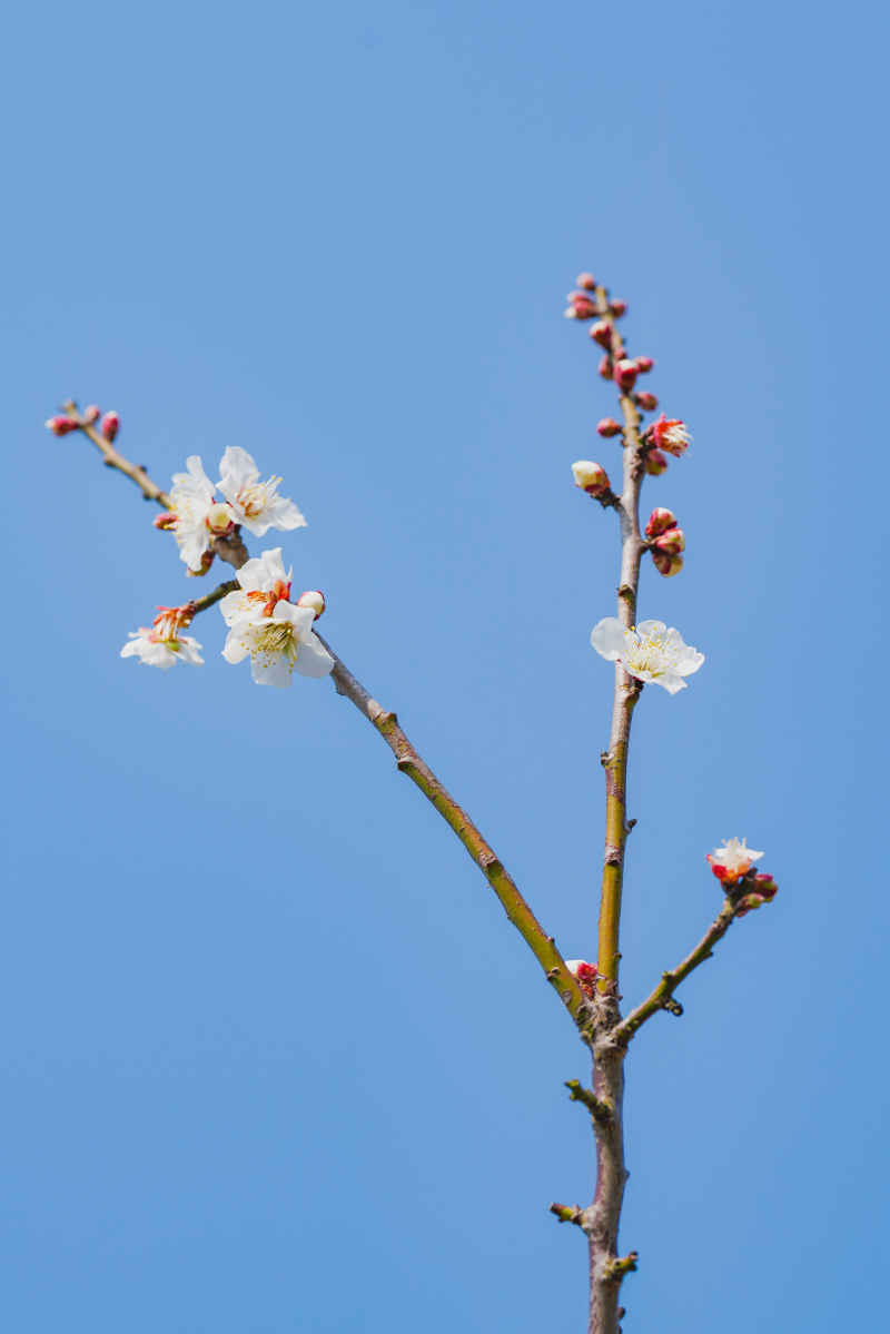 春日梅好 24