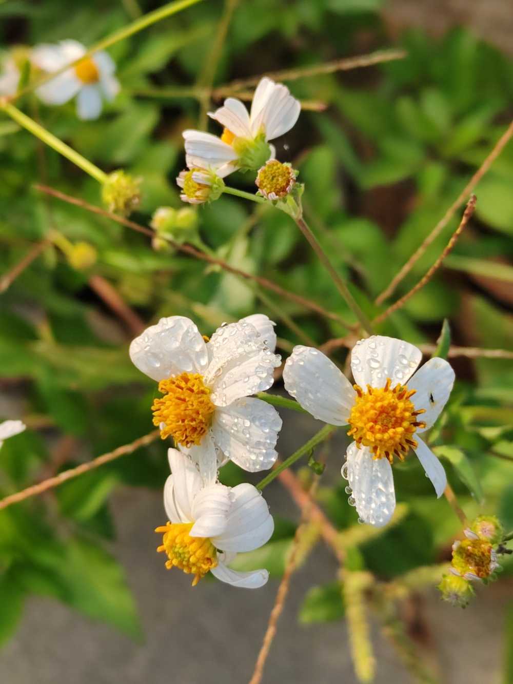 花