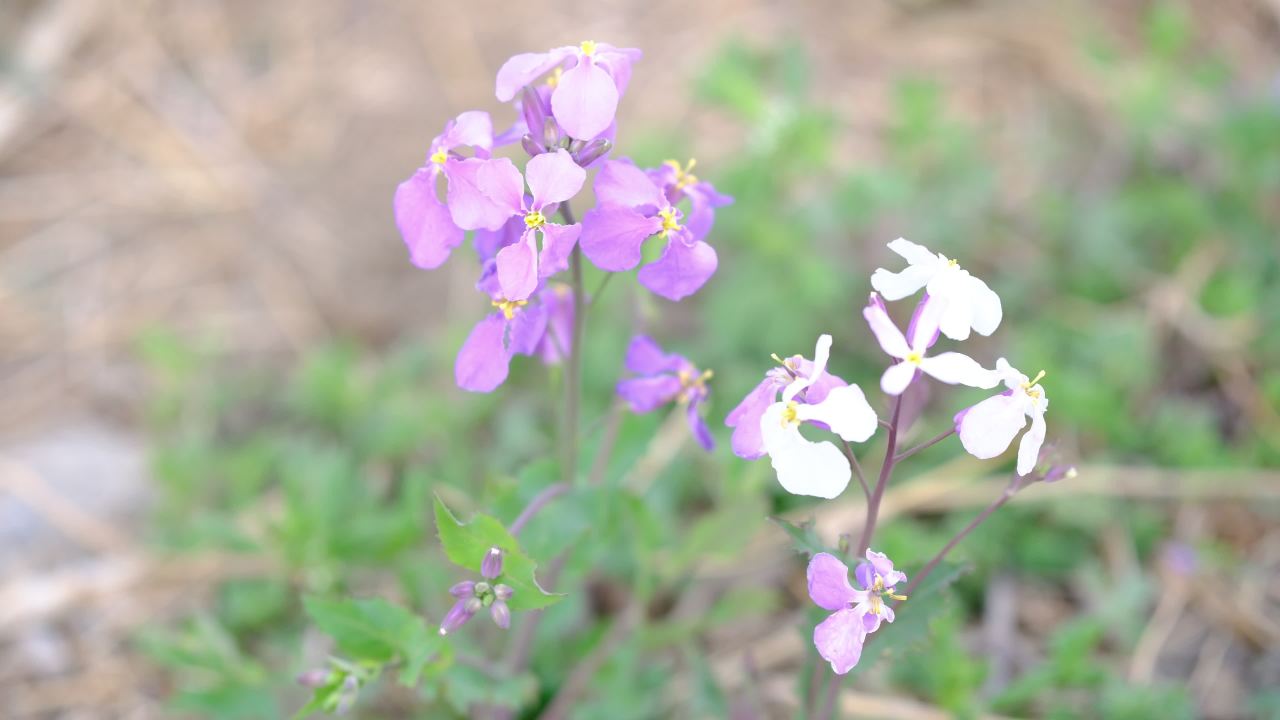 花 4