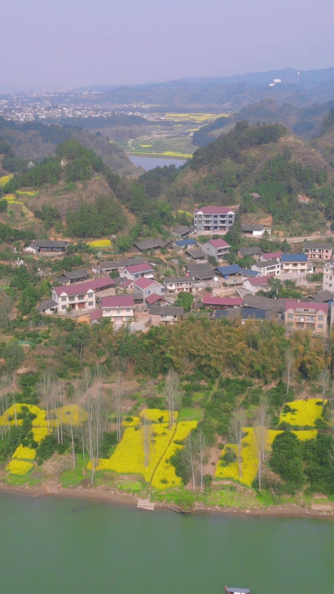  美丽乡村油菜花竖屏航拍
