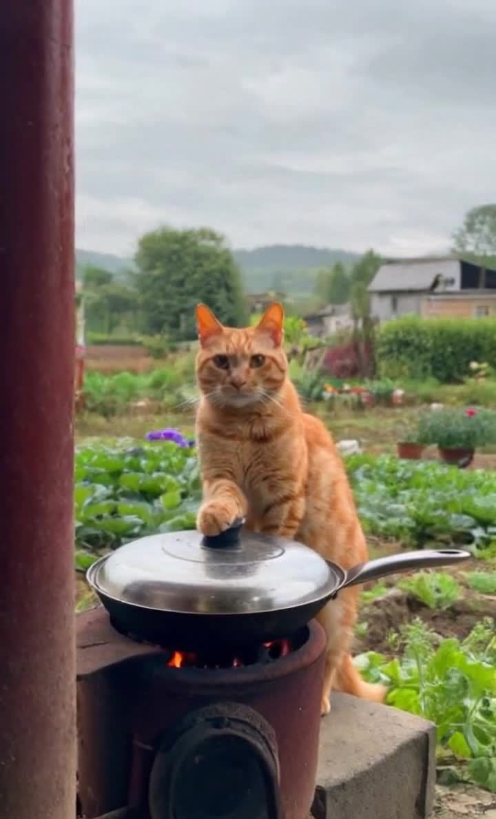 橘猫灶台煮菜：田园生活乐趣无穷！