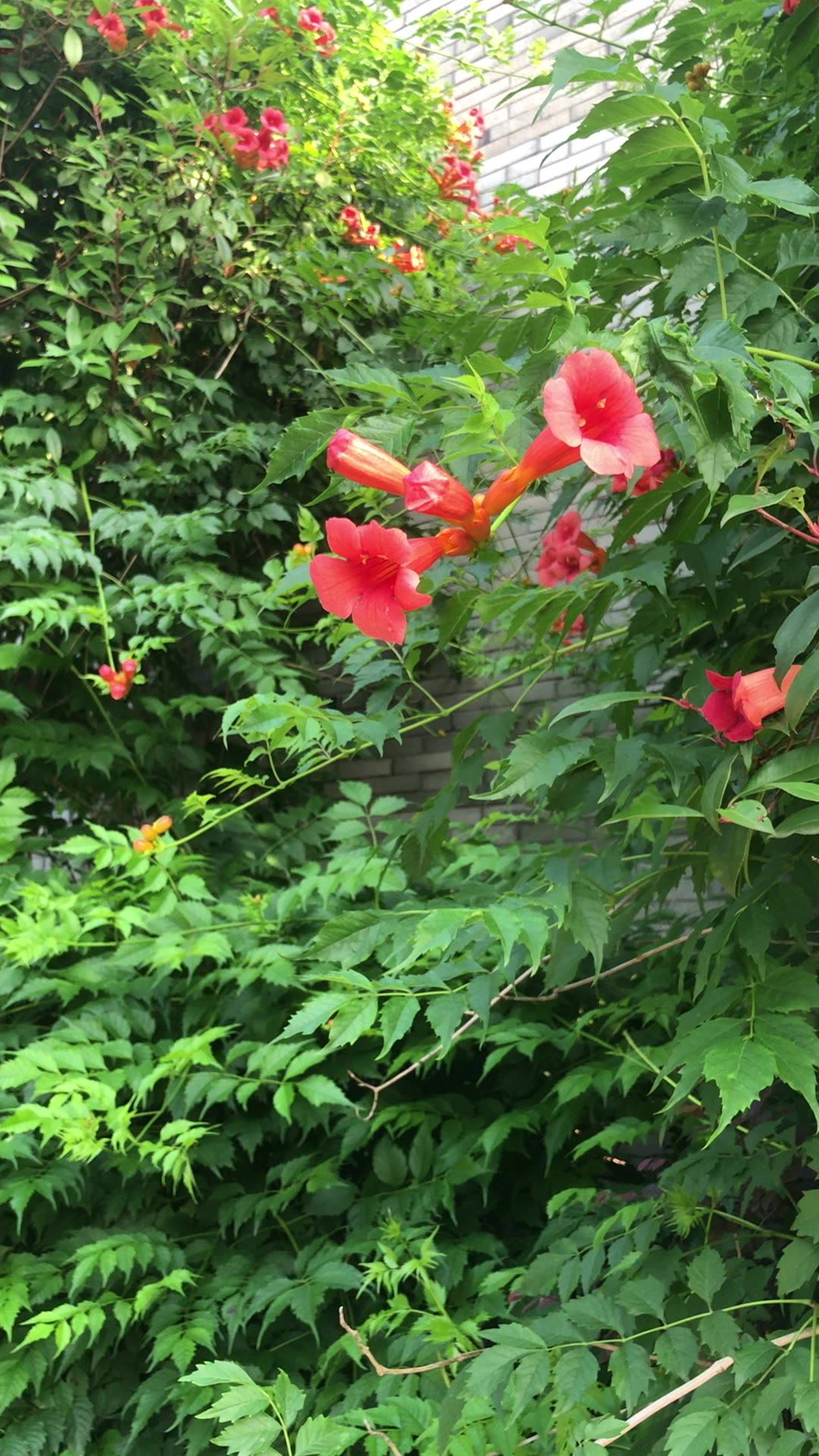 凌霄花1