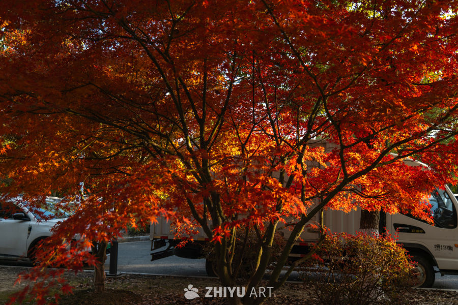 秋日红枫映街景