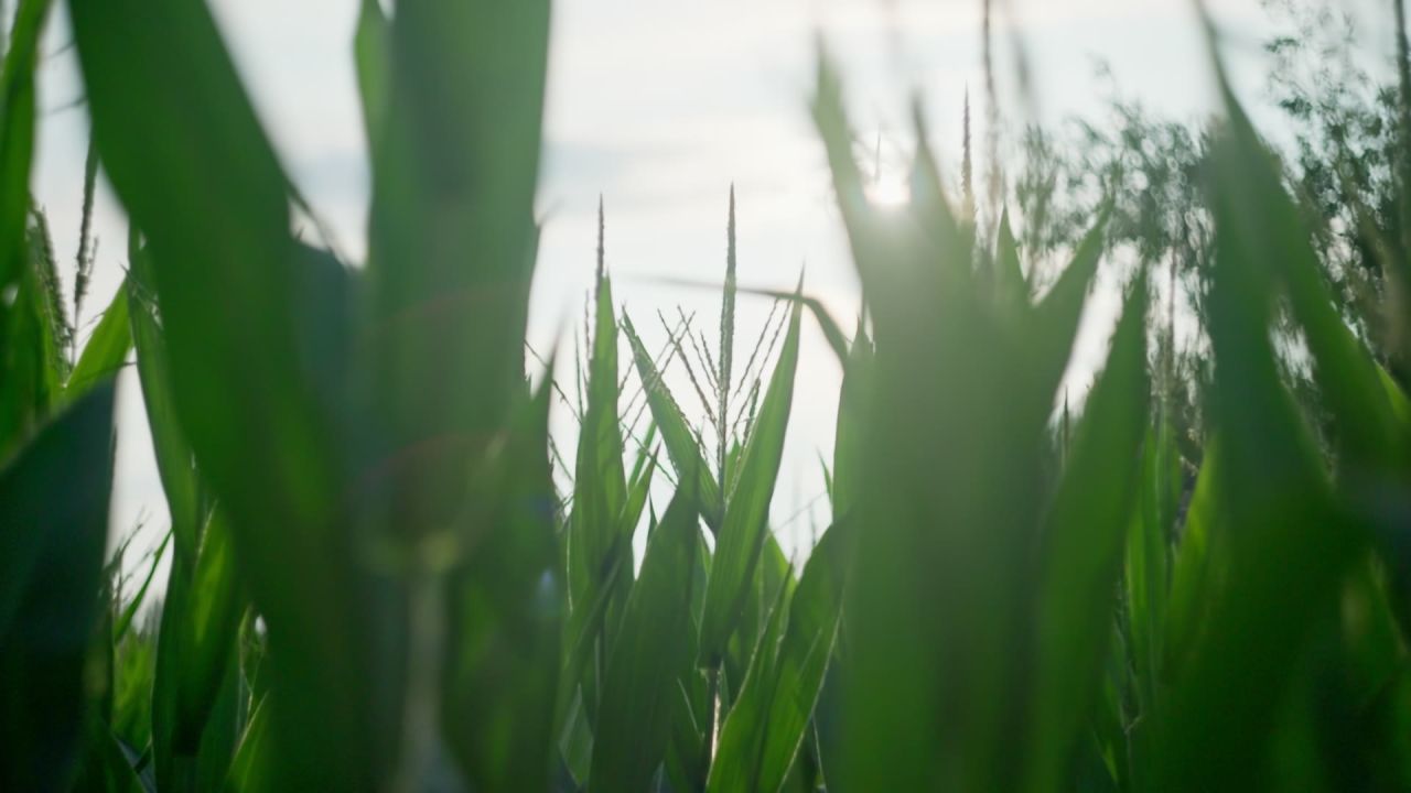 立秋时节授粉期的玉米升格视频 1