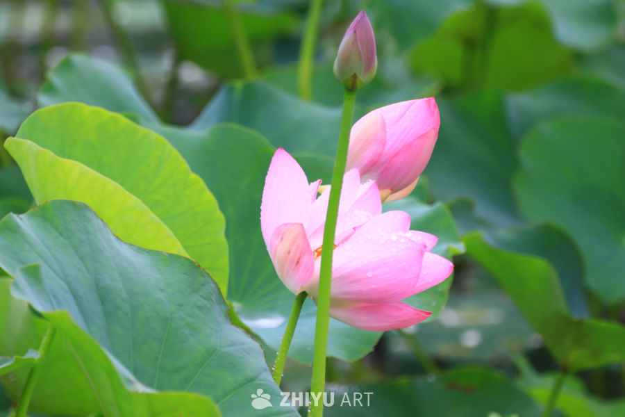 盛夏荷花 19