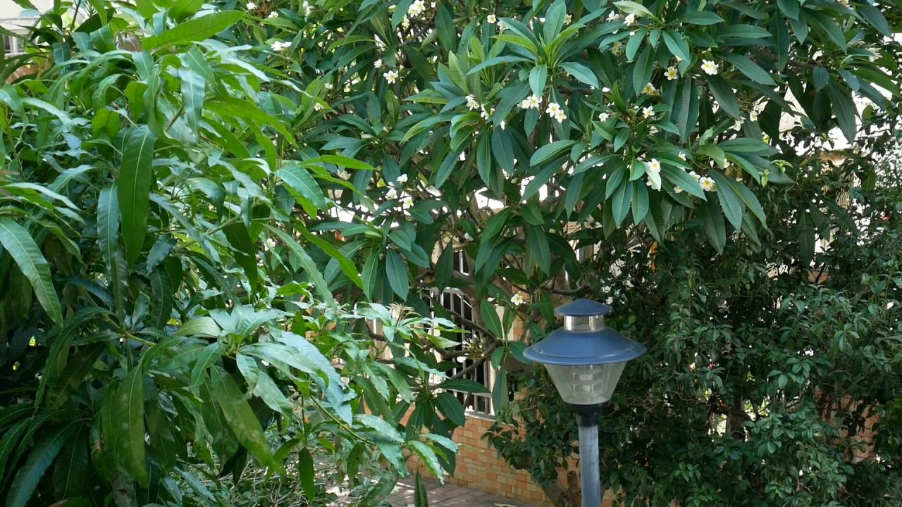 晴天院子的芒果树和鸡蛋花树