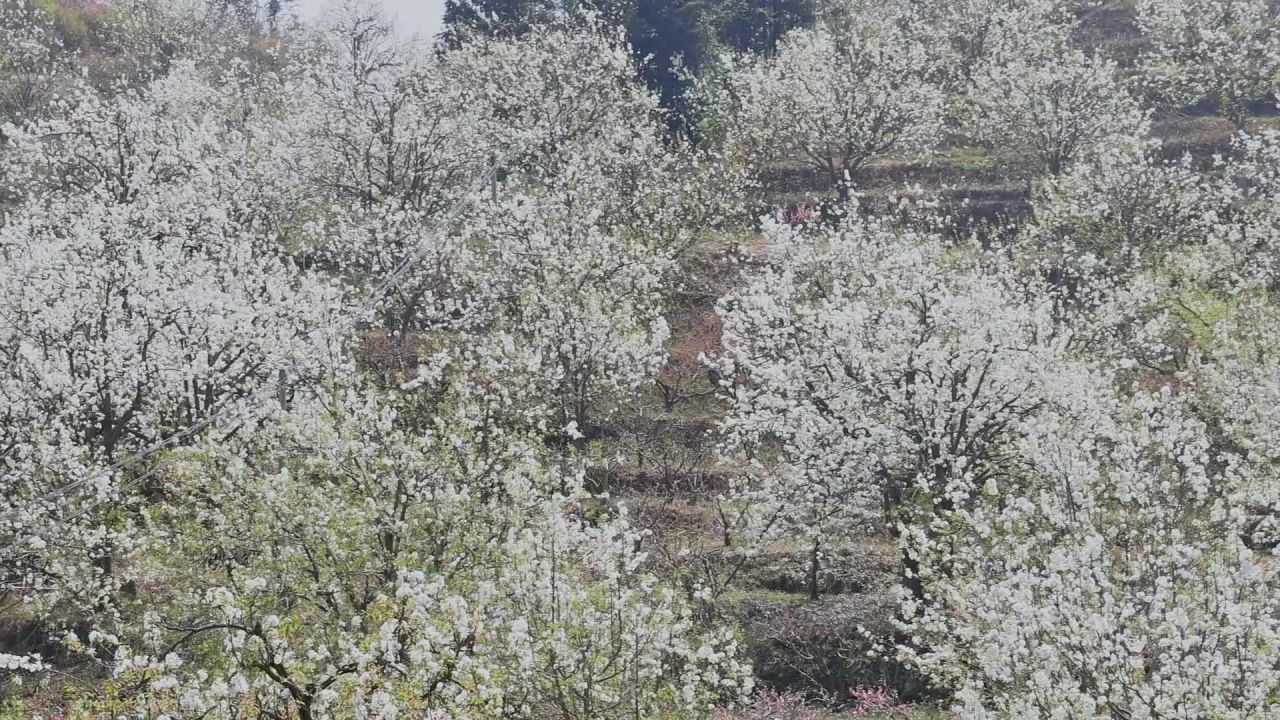 春天盛开的梨花树 6