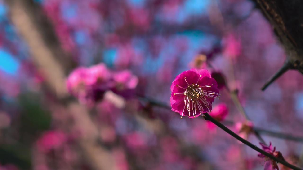 樱花盛开的素材
