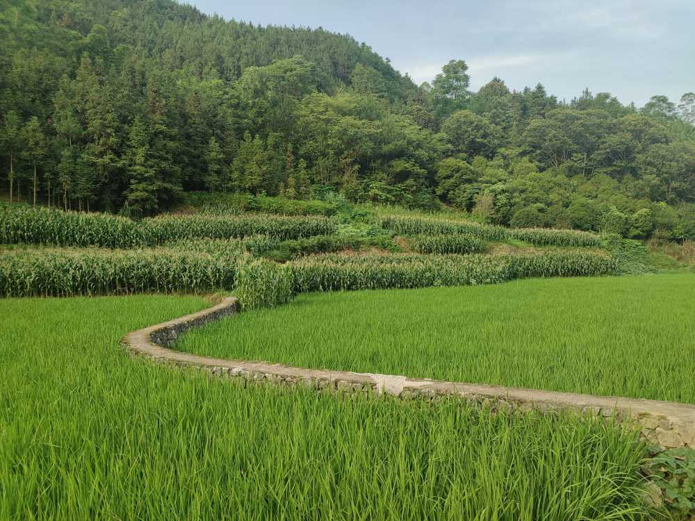 稻田