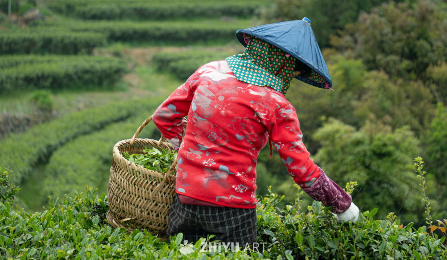 茶园里的忙碌身影