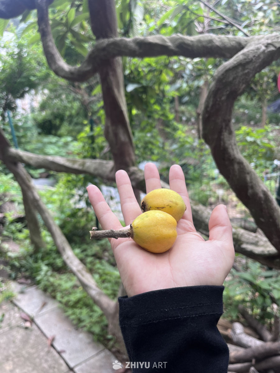 手捧黄果的自然时光