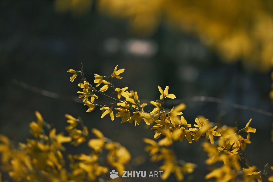金色花 1