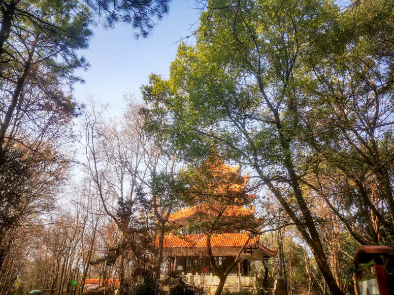 湖南省植物园各种植物摄影图