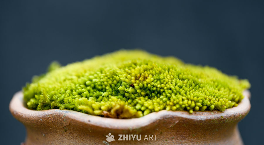 苔藓植物种植 2