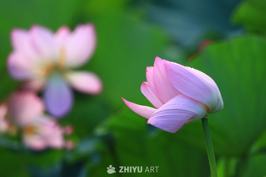 盛夏荷花 152