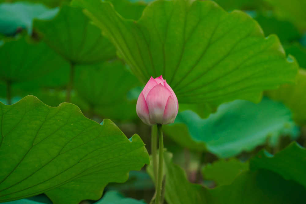 荷花