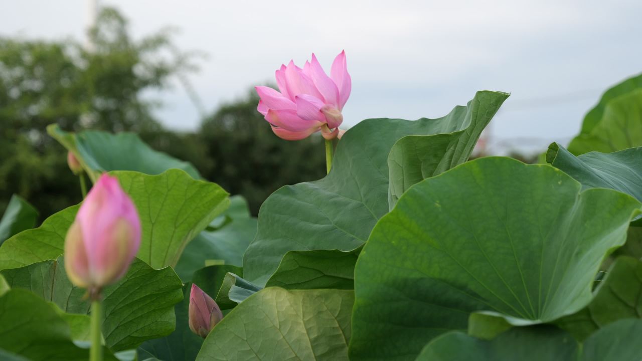 荷花 26