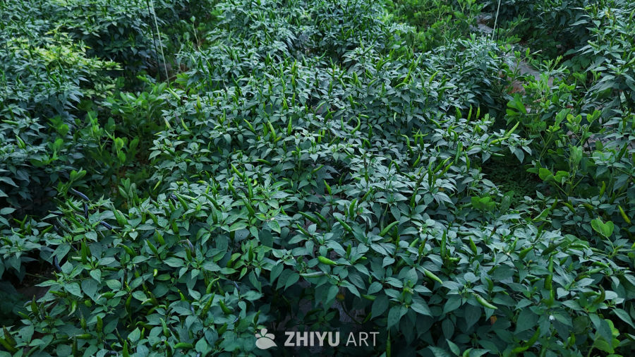绿意盎然的辣椒田