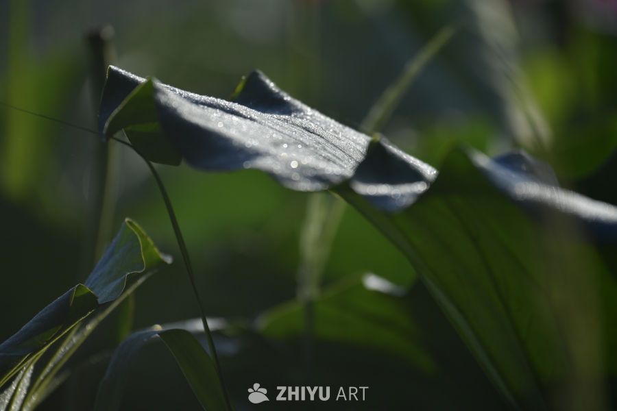 晨光中的绿叶