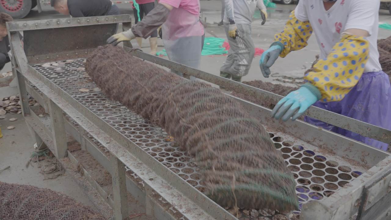 渔民扇贝分拣作业