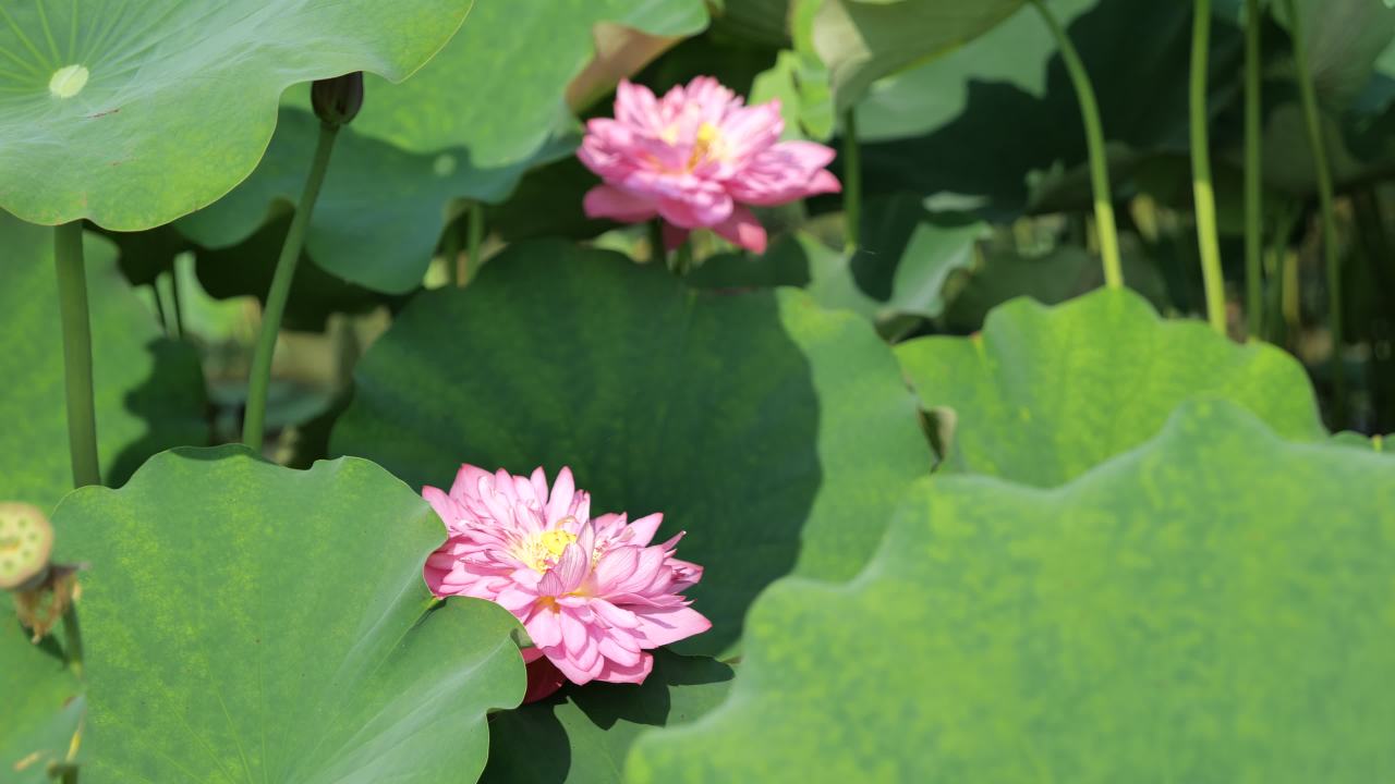 荷花（二） 25