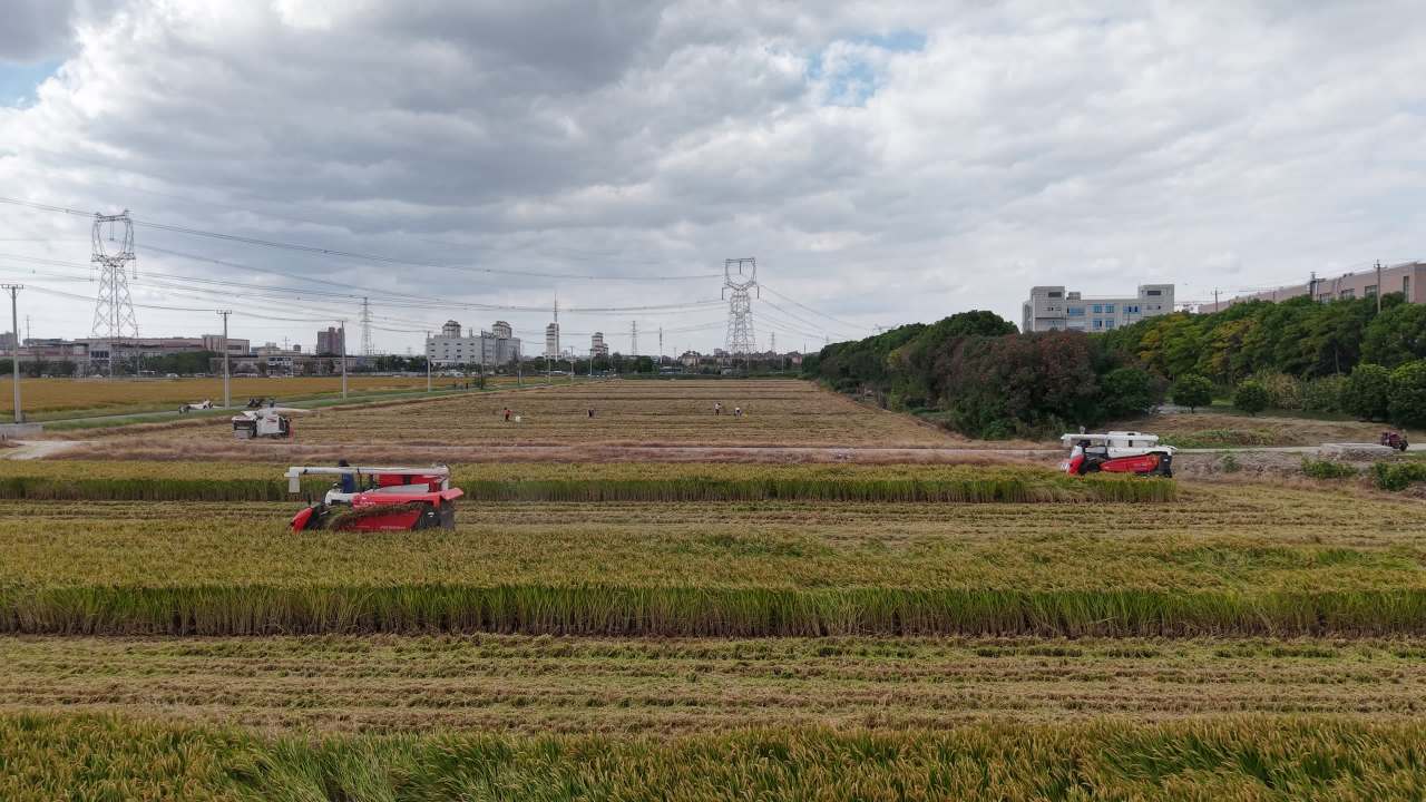 4K航拍江苏苏州稻田秋收 1