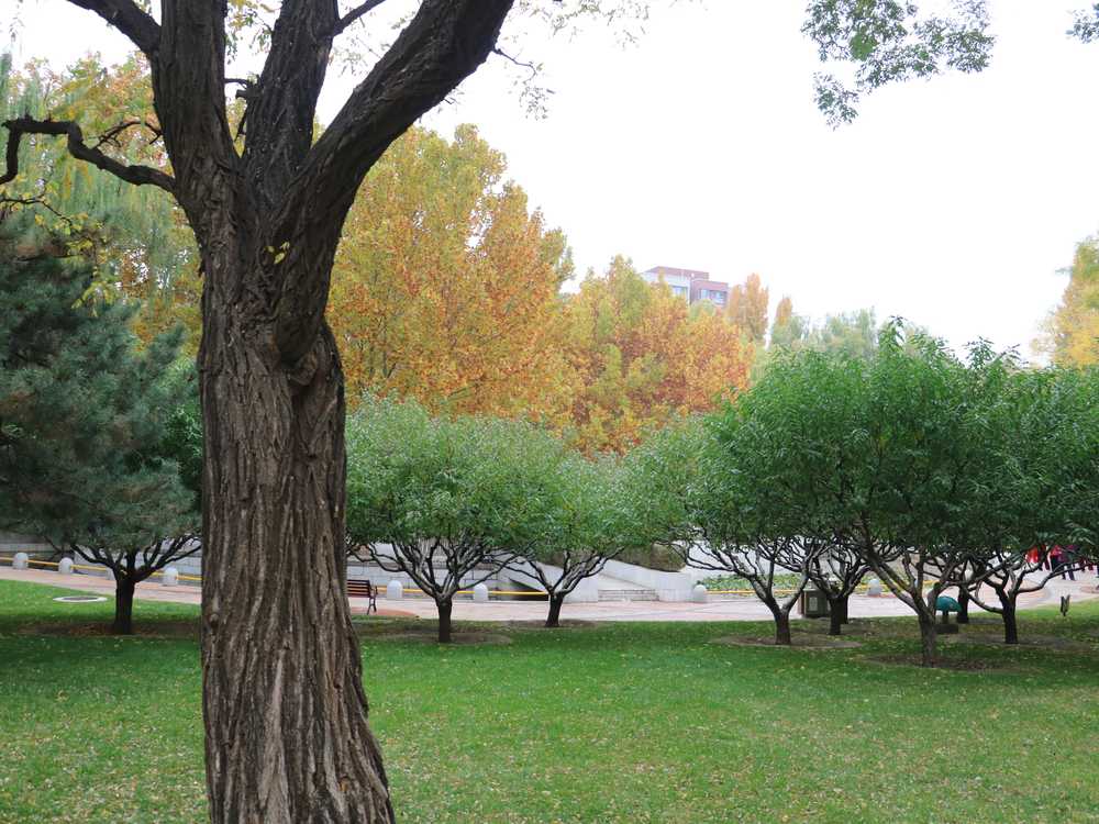 公园绿树草地