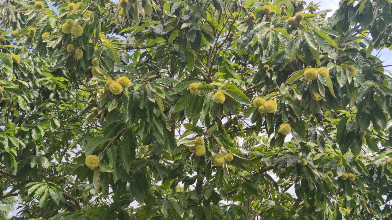 秋天果实板栗植物实拍 