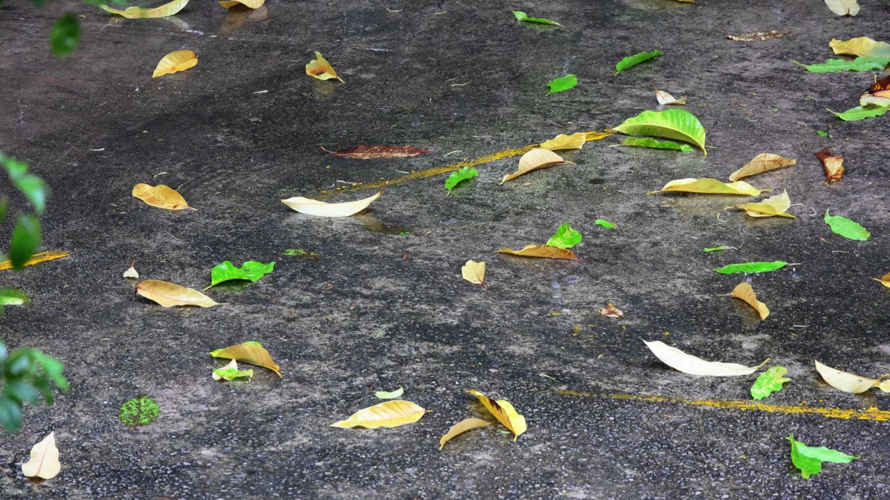 4K地面雨点水花落叶