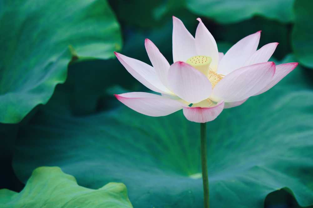 荷花荷叶池塘