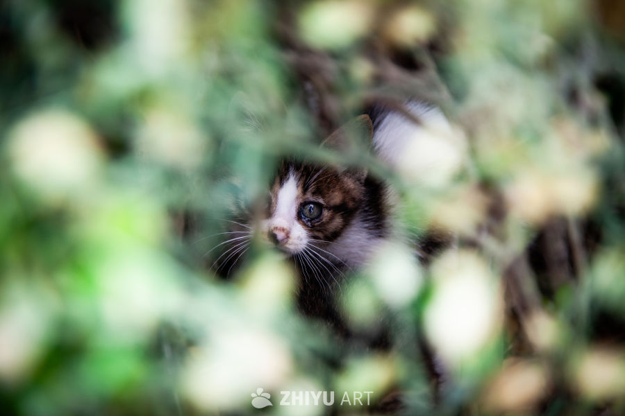 猫 1